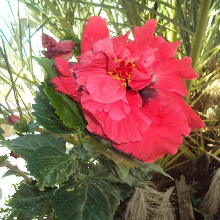 金色星星公寓 3*